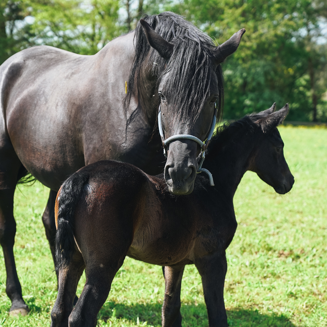Foto von Fohlen mit ihrer Mutter